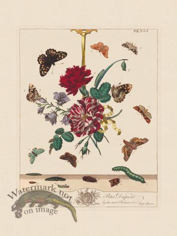 Moses Harris Insects 41